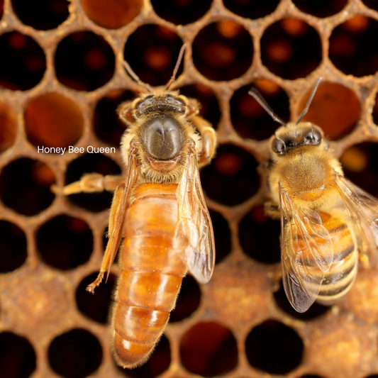 Honey Bee Queens For Sale