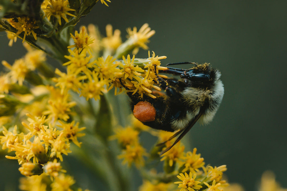 The Incredible World of Bee Work: Understanding the Roles of Worker Bees