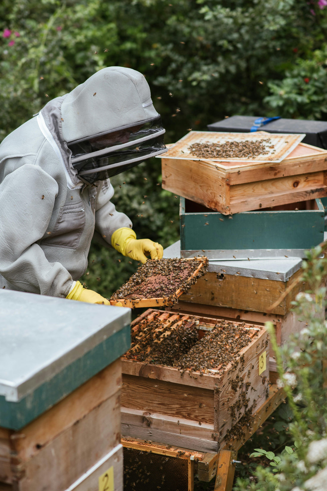 Beekeepers: Understanding Their Essential Duties