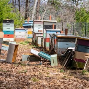 Backyard Beekeeping in Ontario: A Growing Trend for Local Honey and Pollination