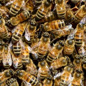 Why are honey bees dying?