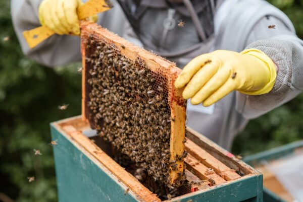 Live Honey Bees