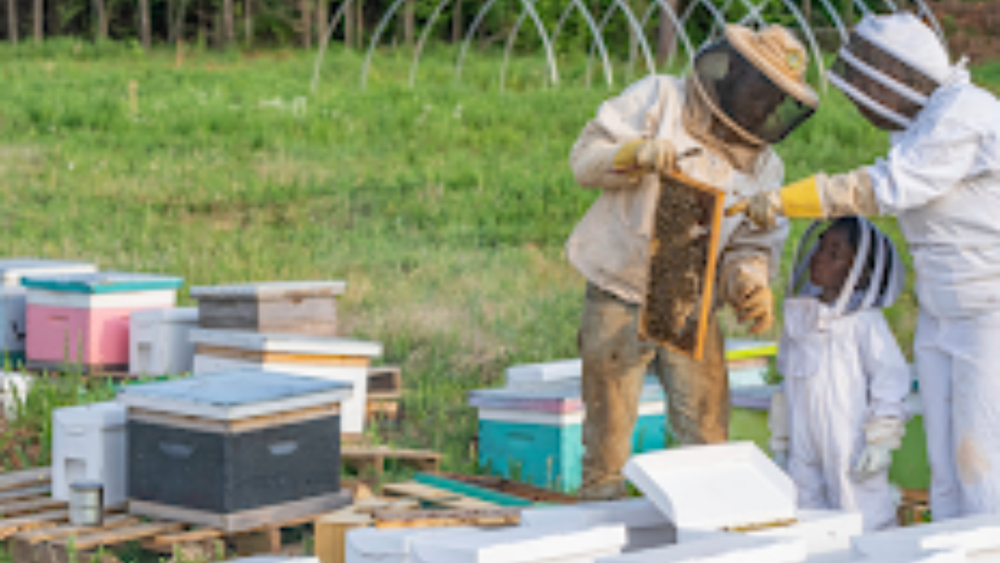 Professional Hive Service Calls – Expert Beekeeping Support