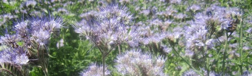 Phacelia SeedsPhacelia SeedsOPHBeekeepingsupplies