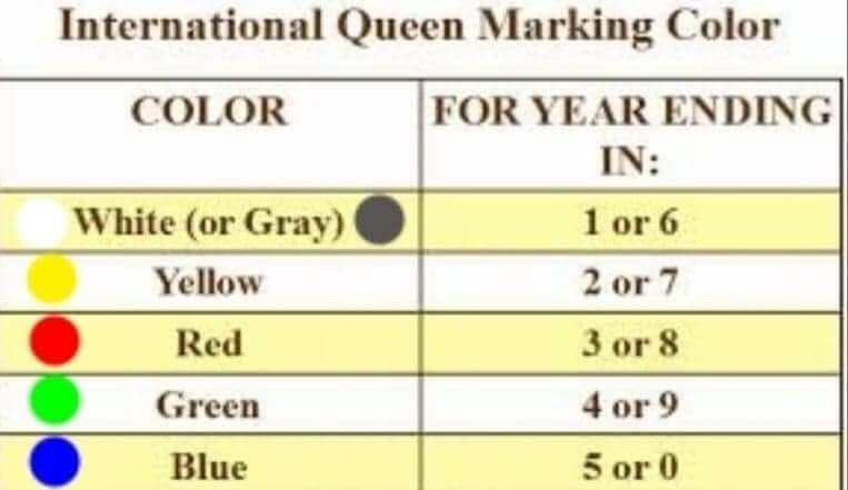 International Queen marking Chart |OPH Beekeeping Supplies