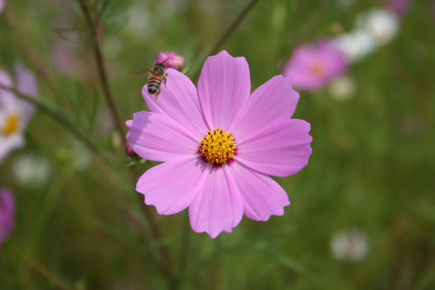 medication & nutrition for honey bees