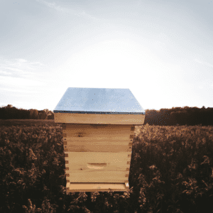 Bee Hive Starter Kit with double hive in a sunlit field.