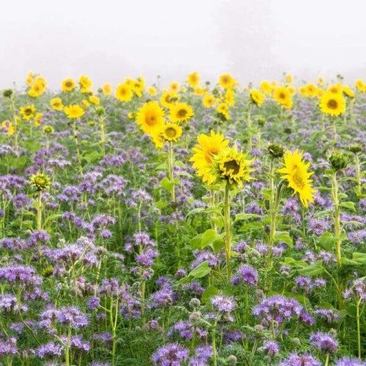 Pollinator seed mix blooming with sunflowers and wildflowers, attracting bees and butterflies.