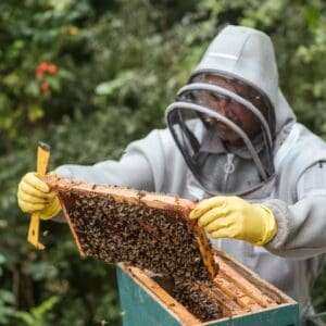 Beekeeper conducting hive inspection during bee keeping course.