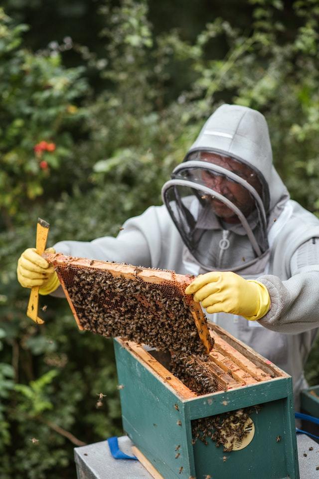 beekeeper inspecting hive for expert diagnosis and assistance