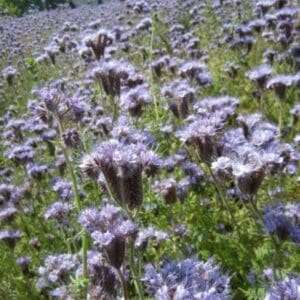 Phacelia tanacetifolia plants with lavender-blue blooms in a meadow, supporting pollinators.