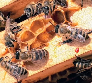 Honey Bee Packages & Nucs