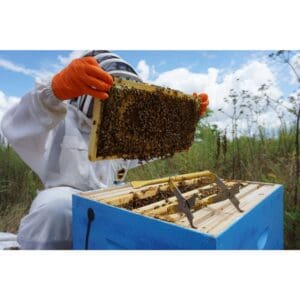 Single Brood Packages For Pickup