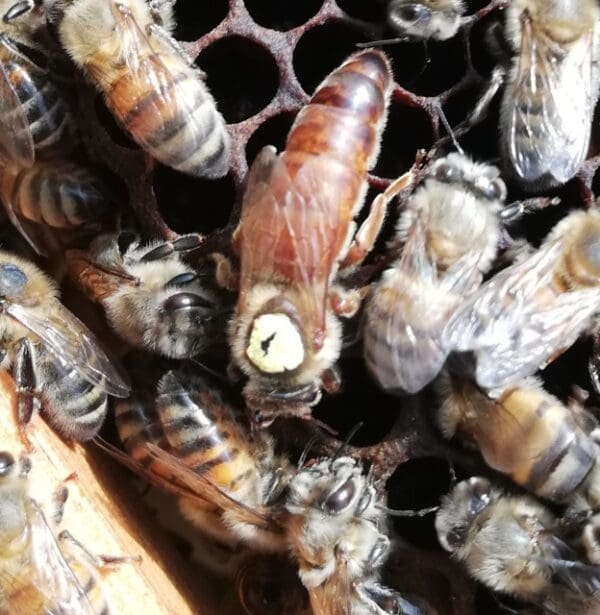 Single Brood Box of Bees