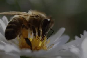 The Honey Blog