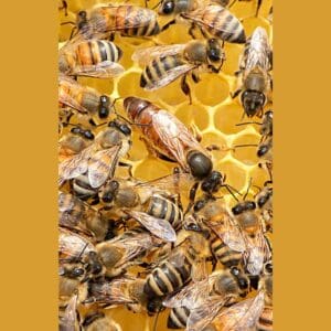 Queen bees for sale in Canada