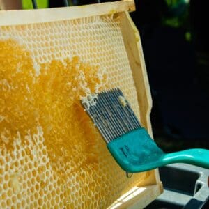 Extracting honey from frame