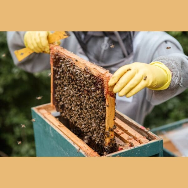 Bee Hives For Sale | Nucs & Queens | Bee Packages