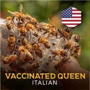 AFB Italian Inoculated Queen