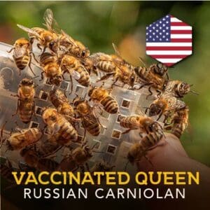 VHS Russian Carnolian Vaccinated Queens