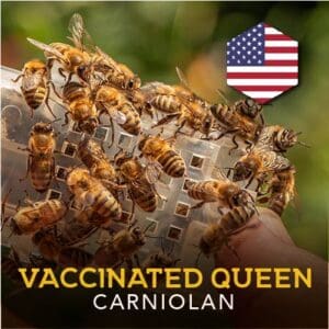 VSH Carnolian Vaccinated Queens