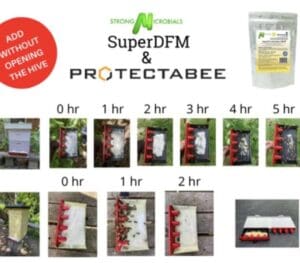 Bee Vectoring with SUPER DFM Probiotics